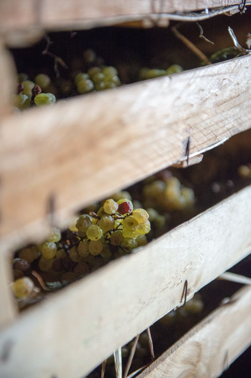 Vignoble Technique Vin de paille VDP-0042